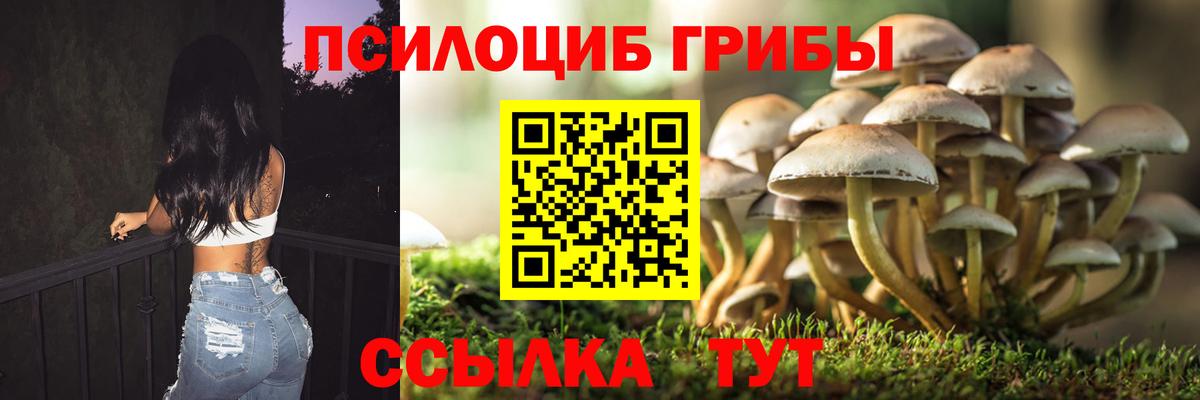 Елабуга  Псилоцибиновые грибы Cubensis  Вход с VPN 